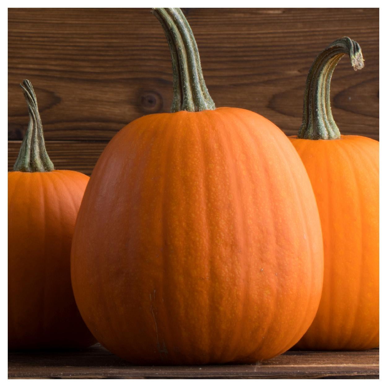 Everwilde Farms 1 oz Jack O Lantern Pumpkin Seeds Gold Vault Bulk