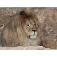 thumbnail image 2 of Deiter, Lori 14x12 White Modern Wood Framed Museum Art Print Titled - Leo the Lion, 2 of 4