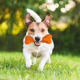thumbnail image 4 of Jouets pour Chiens Mâcheurs Agressifs Jouet Os de Chien SuperChewy Résistant, 4 of 5