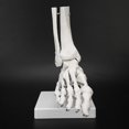 thumbnail image 1 of Foot and ankle joint model, human foot teaching model with base, 1 of 1
