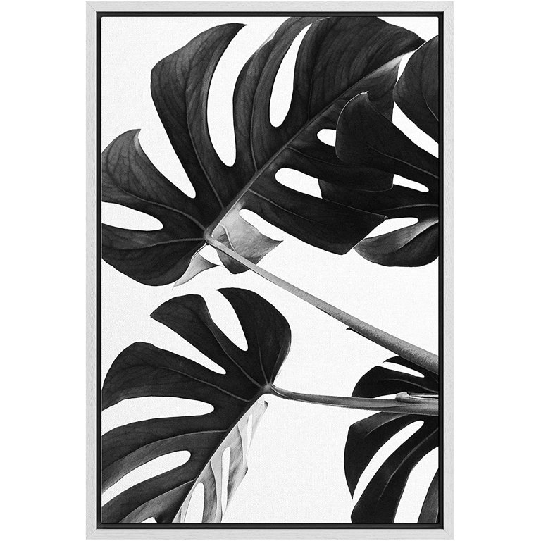 monstera koty Monstera 'Cutleaf'