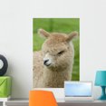 thumbnail image 1 of Baby Alpaca Wall Mural by Wallmonkeys Peel and Stick Graphic (24 in H x 16 in W) WM286118, 1 of 4