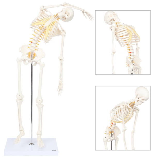 Axis Scientific Mini Human Flexible Skeleton Model With Stand 34 Tall 