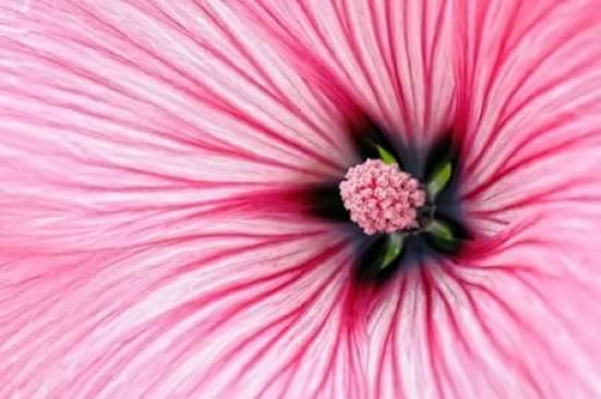 Pink Stripes Flower