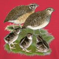 thumbnail image 3 of CafePress - Coturnix Quail Family Dark T Shirt - Men's Classic Graphic Cotton T-Shirt, 3 of 4