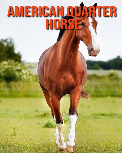 American Quarter Horse Fun Learning Facts About American Quarter