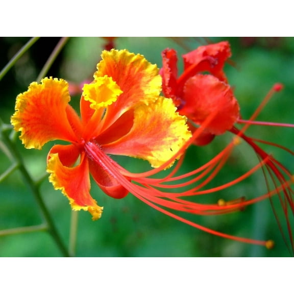 Red Bird of Paradise Flower Seeds for Planting - 10 Seeds - Caesalpinia pulcherrima - Peacock Flower