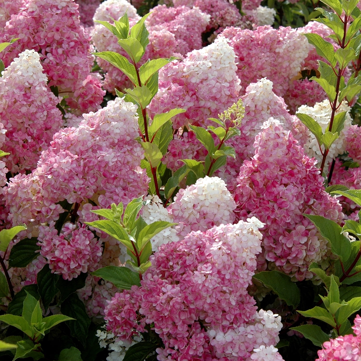 National Plant Network 2 gal. Hydrangea Strawberry Sundae Shrub with White and Pink Flowers