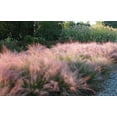thumbnail image 3 of Muhly Grass  1 Live 4 Inch Pots  Muhlenbergia Capillaris  Ideal for Natural Landscaping  Easy-Care & Drought Tolerant Plants  Beautiful Pink Plumes, 3 of 7