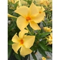 thumbnail image 4 of Mandevilla Sunbeam Original 3 Inch Pot, 4 of 4