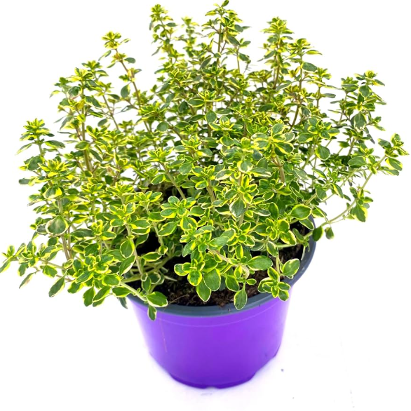 Set 2 Lemon Thyme Live Plants, Thyme Herb Plants, Perennial Herb Plants for Indoor Outdoor 4 to 6 Inc Tall