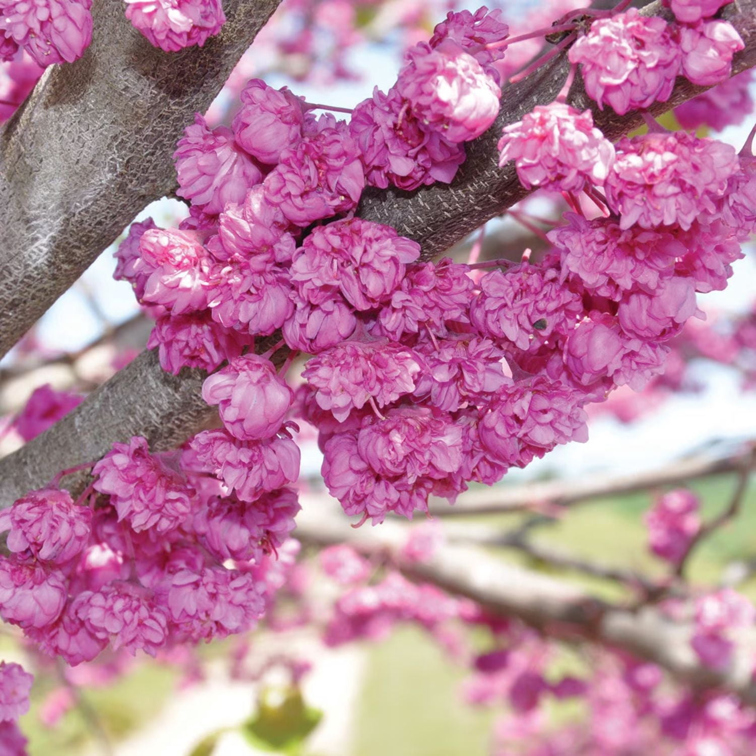 Expert Gardener 2-3 ft. tall Pink Pom Pom Redbud Tree in 5- Gallon Grower Pot