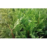 Thuja Green Giant Arborvitae 3 inch deep pot, 12+ inches Tall, Lot of 30