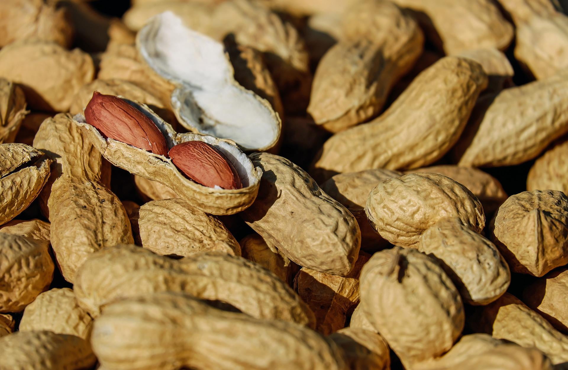 Bulk Roasted And Salted Peanuts 25 Pound Wholesale Box - Fresh New Nuts