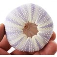 thumbnail image 2 of Set of 3 Beautiful Natural Purple Sea Urchin 2"- 2 1/2" Beach Wedding Crafts Decor Art Coastal Cottage, 2 of 3