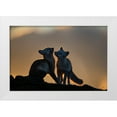 thumbnail image 1 of Mala, Arne K 18x13 White Modern Wood Framed Museum Art Print Titled - Arctic Fox, 1 of 4
