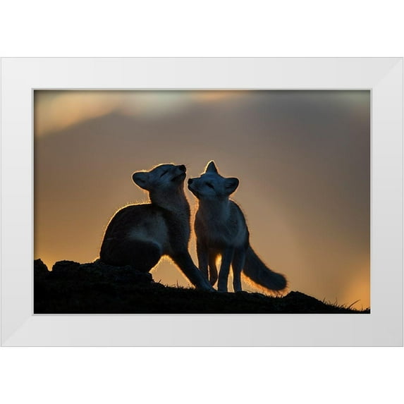 Mala, Arne K 18x13 White Modern Wood Framed Museum Art Print Titled - Arctic Fox