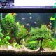 thumbnail image 4 of Adorno Falso Plástico para Árboles Peces Rium Aqua, 4 of 8