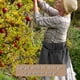 thumbnail image 4 of Bolsa de recolección para jardinería al aire libre | Delantal grande de lona lavable para cosecha | Cinturón ajustable para recolección de frutas y verduras | Bolsa multifunción para recolección y, 4 of 6
