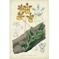 thumbnail image 2 of Severeyns, George 11x14 White Modern Wood Framed Museum Art Print Titled - Orchid Delight I, 2 of 4