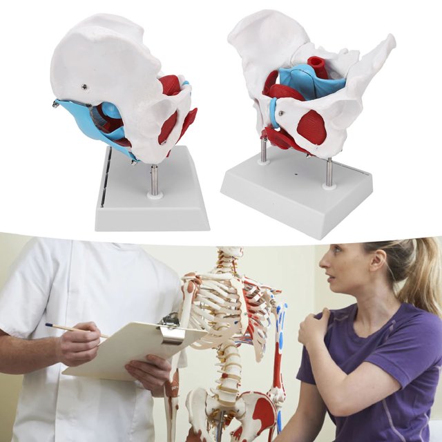Female Pelvis Anatomy Model, High Simulation Colored Female Pelvis Model Clear Structure for Demonstration for Auxiliary Teaching