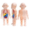 thumbnail image 3 of Casse-Tête 3D Modèle Anatomique Corps Humain Jouet Éducatif Assemblé Outil d'Apprentissage pour Enfants, 3 of 8