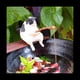 thumbnail image 3 of 7 Piezas de Gatos Pescando Estatuilla Escultura de Gatos Sentado Pescando PequeñOs Gatos Lindos Adorno de Resina Muebles Decorativos, 3 of 5