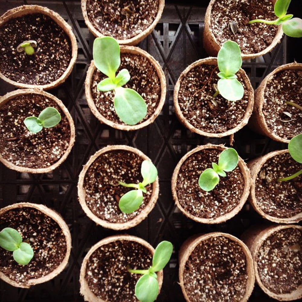 3 inches Biodegradable Seedling Peat Pots 100 Pack, Peat Pots for Plants Seed Starter, Indoor Planting Cups for Seedlings with 100 Pack Plant Markers