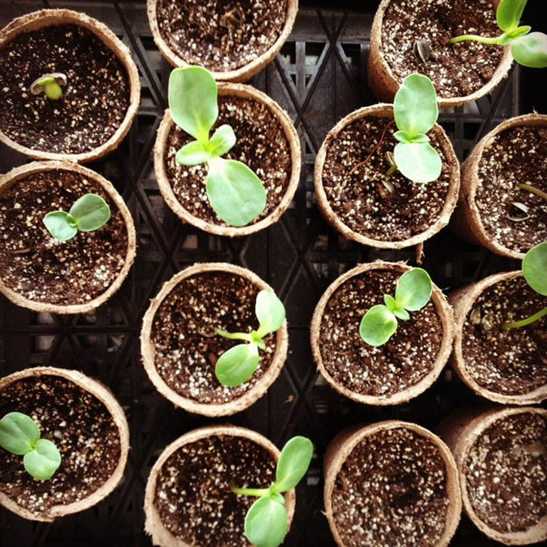 【値下げ】BOTANIZE Plastic Pot Bowl SP 3set Fdgarden 3 Inch Seedling Peat Pots 100 Pack for Indoor and Outdoor