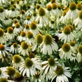 thumbnail image 2 of Outsidepride Echinacea White Swan - 1000 Seeds, 2 of 2