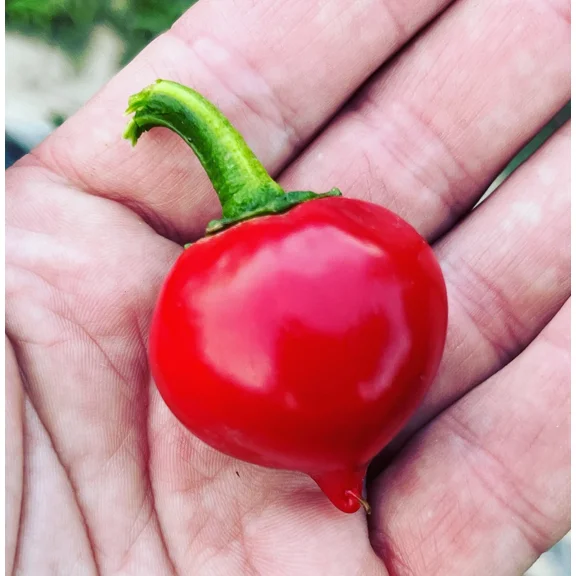 Calabrian Tondo Picante Calabrese Spicy Pepper of Calabria Premium Seed Packet