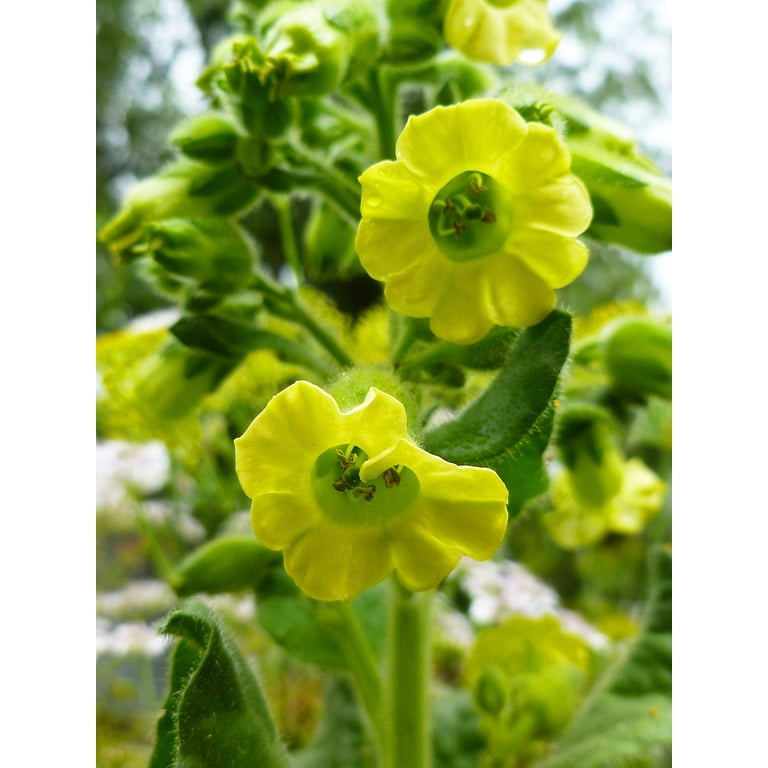 wild tobacco flower 250 AZTEC TOBACCO Midewiwan Sacred Nicotiana Rustica Yellow Flower Herb Seeds
