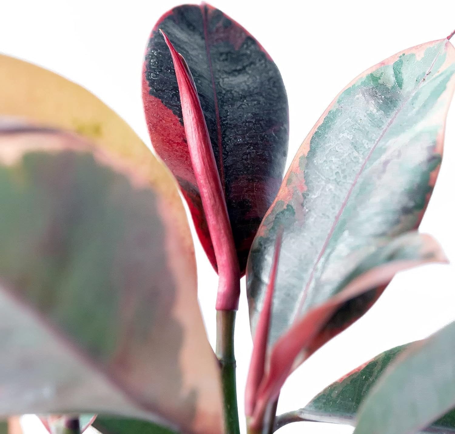 Ruby Ficus Rubber Plant - 2 Live Plants in 2 Inch Pots - Ficus Elastica 'Ruby' - Stunning Easy Care Interior Houseplant