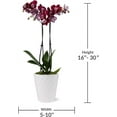 thumbnail image 6 of Just Add Ice 16-30" Dark Purple Premium Orchid Live Plant in 5" White Ceramic Pot, House Plant, 6 of 7