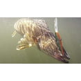 thumbnail image 4 of Berkley Flicker Minnow Fishing Lure, Firetail Hot Perch, 1/4 oz, 4 of 9