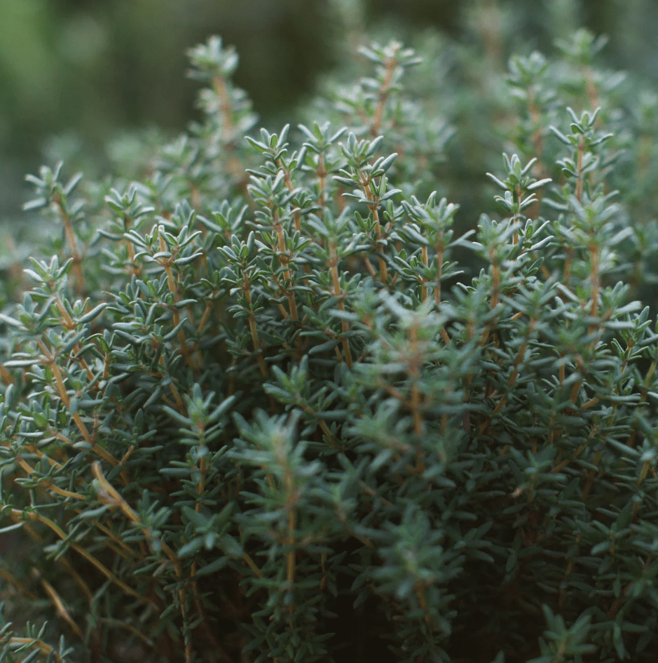 Set of 2 French Thyme Live Herb Plants, 3-4 Inch Tall, Aromatic Culinary Herb for Indoor Outdoor Garden & Kitchen, No Pot