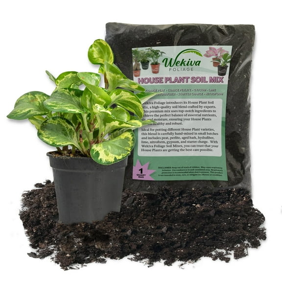 Peperomia Golden Gate and Soil Mix Combo - Live Plant in a 4 Inch Pot with 1 Quart Houseplant Soil Mix - Peperomia Obtusifolia with Custom Soil Blend