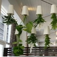 thumbnail image 2 of Maceta Colgante Invertida Chica BOSKKE Sky Planter SKY-RS-WH-01, 2 of 3