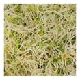 thumbnail image 2 of Germinado de alfalfa con brócoli San Francisco Cultivos Naturales 200 g, 2 of 4