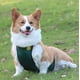 thumbnail image 4 of Bolsa para el vientre para perros, impermeable y resistente a la suciedad, ropa para mascotas, babero sólido para exteriores, para perros pequeños y medianos, 4 of 6