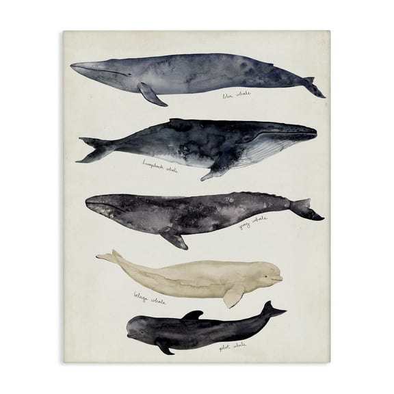 Stupell Industries Traditional Antique Whale Chart Large Vintage Nautical Animals Canvas Art, 30 x 40, by Victoria Barnes