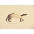thumbnail image 2 of James Sowerby 18x14 Gold Ornate Wood Frame and Double Matted Museum Art Print Titled - A Weasel, 2 of 4