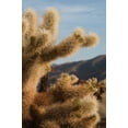 thumbnail image 2 of Erin Berzel 13x18 White Modern Wood Framed Wall Art Titled - Cholla Cactus I, 2 of 5