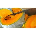 thumbnail image 2 of 30 Graines de Courge Bleue HUBBARD Nouvelle-Angleterre Buttercup Cucurbita Pepo Légumes, 2 of 10
