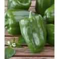 thumbnail image 3 of Bonnie Plants Green Sweet Bell Pepper 6-pack, 3 of 9