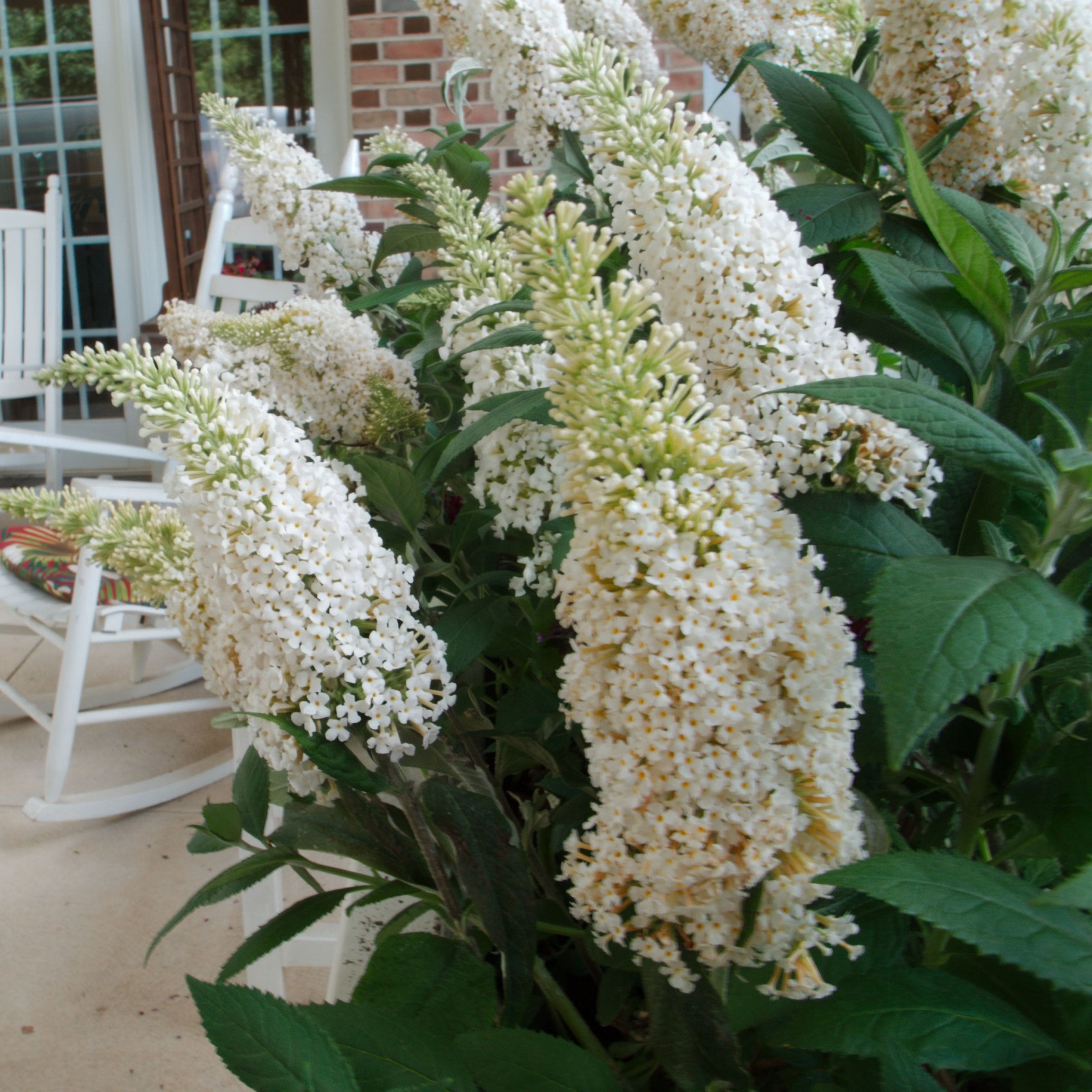 National Plant Network 3.25 in. Buddleia Ivory Buzz (16-Pack)