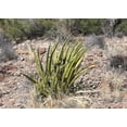 thumbnail image 2 of 15 Shin Dagger Agave Seeds for Planting Agave lechuguilla Pale Blue, 2 of 4
