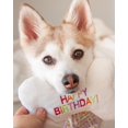 thumbnail image 3 of TONBO Birthday Party Combo Crinkle Plush Dog Toy, 3 Count, 3 of 7