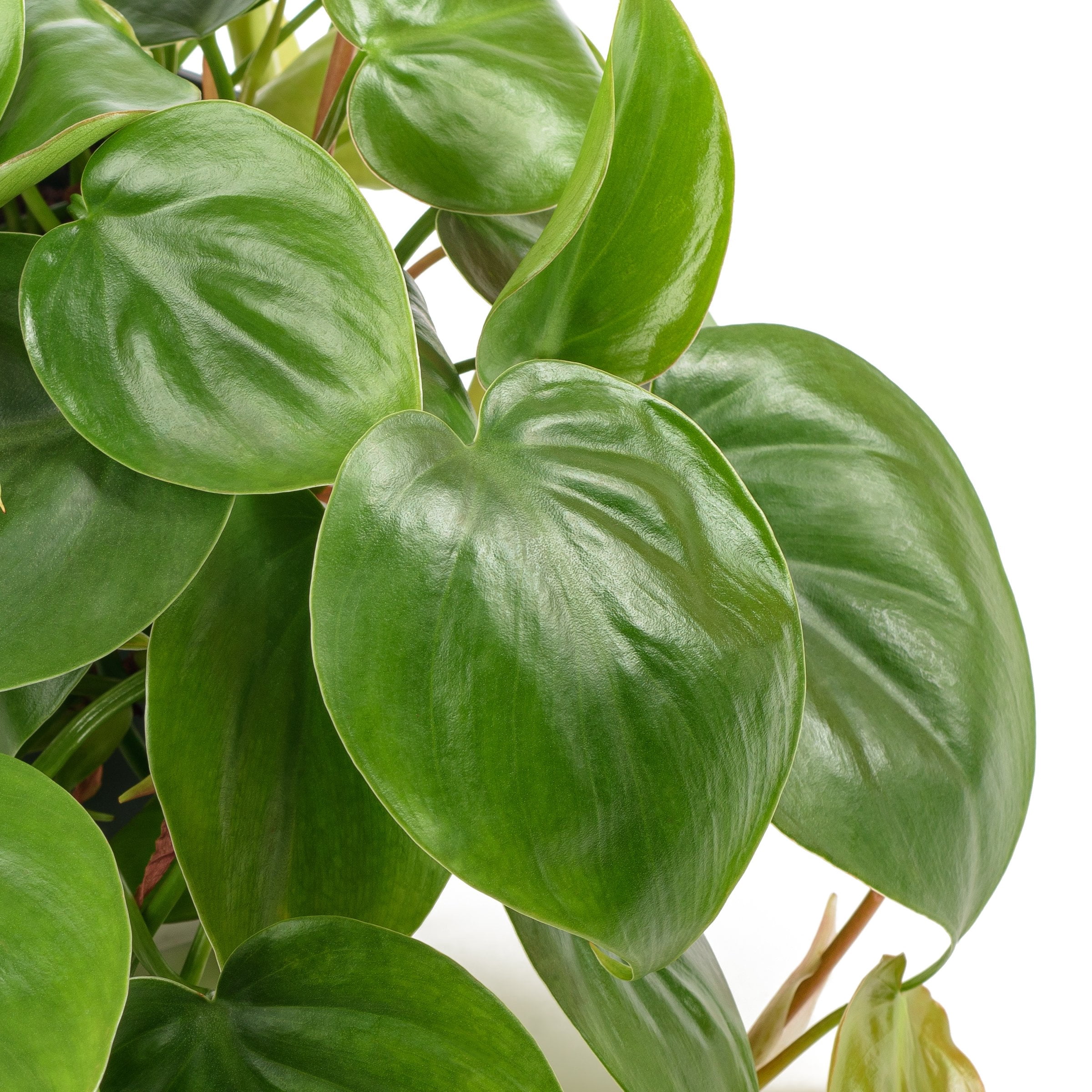6 in. Philodendron Cordatum Plant in Grower Container