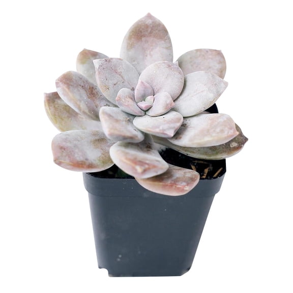 Graptopetalum Superbum (2"  Plastic Pot) - Tiny, Lovely, Easy to Care Succulent for Beginners - Live Succulent for Home Office